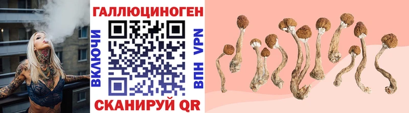 Псилоцибиновые грибы Cubensis  Новоуральск 